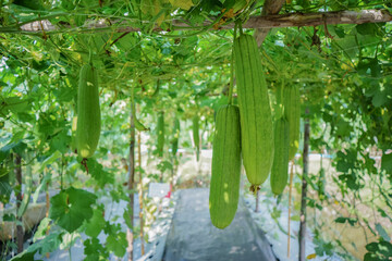 Close up of fresh luffa hanging on the stem growing ready to be havest on the farm
