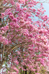 Beautiful pink flowers are in full bloom for the background. in the summer in Thailand
