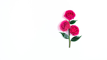 Fototapeta premium Rose with three natural red buds in full bloom and green leaves. White background.
