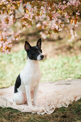 black and white dog sitting in a blooming spring garden with pink flowers