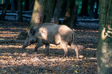 The wild boar (Sus scrofa) grazing in the forest in the Czech Republic