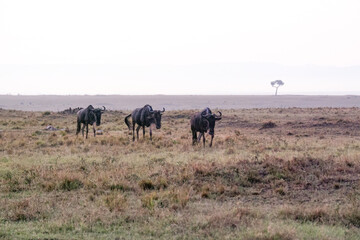 Fototapeta na wymiar Non-migratory wildebeest walk the savanna in the Maasai Mara