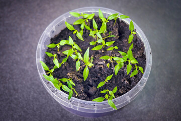 Seed sprouts of decorative indoor hot pepper in a plastic jar.