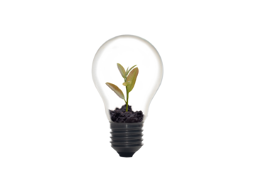 Growing plants in bulbs (business growth idea)