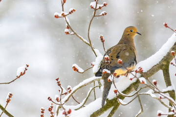 A Mourning Dove is perched in our Maple tree during a snowstorm in Windsor in Upstate NY.