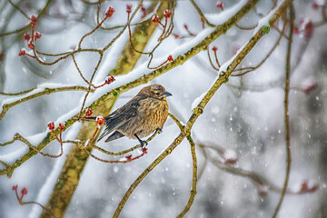 A Finch is perched in our Maple tree during a snowstorm in Windsor in Upstate NY.