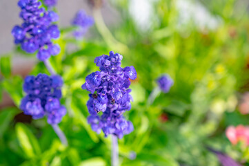 青い花　アジュガ
