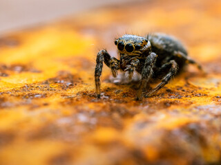 araña saltarina encima de un hierro oxidado con tonos marrones y anaranjados