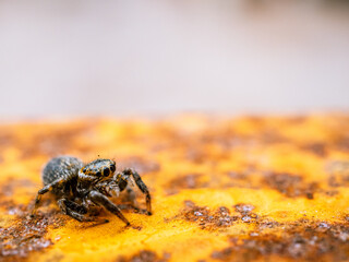 araña saltarina de color marrón con grandes ojos negros sobre un hierro oxidado con fondo desenfocado 