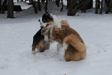 Active and energetic dogs fighting in winter park. Funny crazy faces of pets in motion outside. Two Australian Shepherds red Merle and black tricolor best friends playing and raging in the snow.