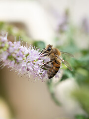 abeja recolectando polen posada en una flor lila con fondo verde