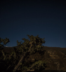Fototapeta na wymiar Juniper bush at night in the mountains on a cliff against the background of the stars of the night sky and mountain rocky ridges, landscape of night mountains and juniper