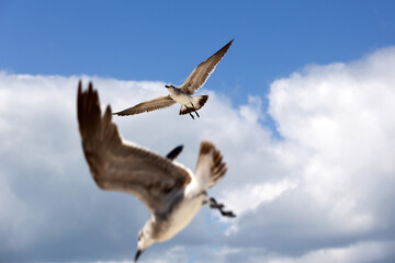 Seagulls flying on background of blue sky with white cloud, selective focus