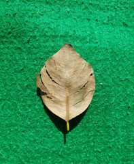 leaf on the green Grassy ground