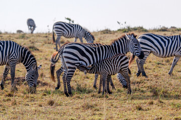Fototapeta na wymiar Zebra foal nursing in the Maasai Mara National Reserve, Kenya