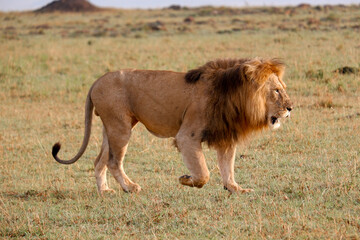 Male lion walks across grasslands in the Maasai Mara, Kenya