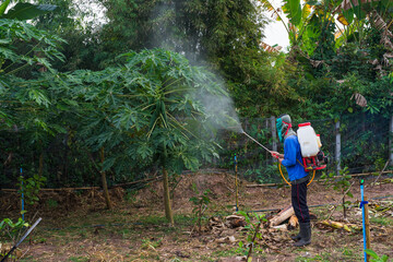 Gardener spraying chemicals or foliar plant tonic in vegetable and fruit gardens.