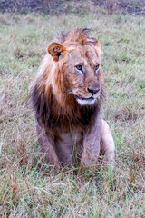 A male lion sits in the grass in the Maasai Mara, Kenya