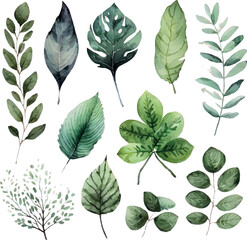 Vector Watercolor set of branches with green leaves, for wedding invitations, greetings, wallpapers, fashion, prints. Eucalyptus, olive green leaves.