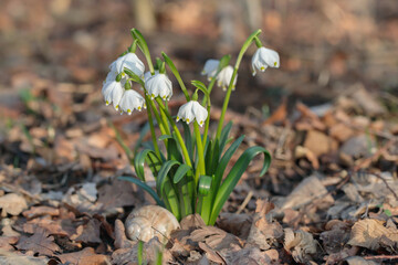 Group of spring snowflakes (Leucojum vernum) growing wild in the forest.