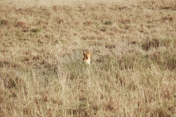 Naklejka premium Lion cub sitting in the grass, Maasai Mara, Kenya