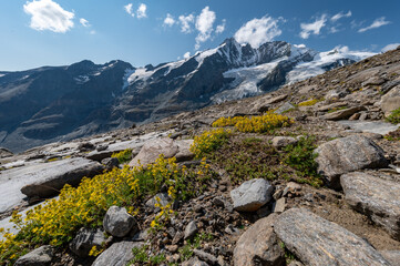 
Grossglockner mountain in autumn with lake rocks and yellow flowers in the foreground
in the Austrian Alps in the Hohe Tauern mountains