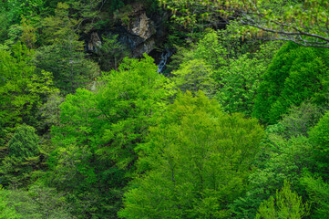 新緑の山の中に見える竜神の滝