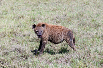A spotted hyena guards its snack in the Maasai Mara