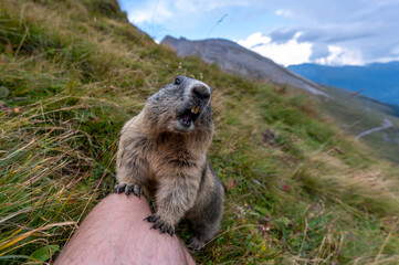 the alpine marmot sitting in the mountains near the Grossglockner mountain in autumn
in the Austrian Alps in the Hohe Tauern mountains
