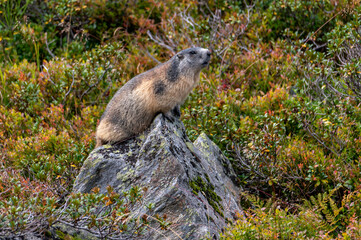 the alpine marmot sitting in the mountains in autumn with colorful blueberries
in the austrian alps in the hohe tauern mountains