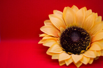 sunflower on a red background