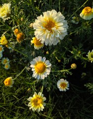 yellow daisies in a garden, yellow flowers in garden