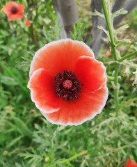 red poppy flower with unique white outer line in the garder