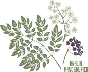 Aralia mandshurica stems with leafs and fruits vector silhouette. Aralia Manchurian medicinal herbal outline. Set of Aralia mandshurica plant silhouette in color for pharmaceuticals and cosmetology.