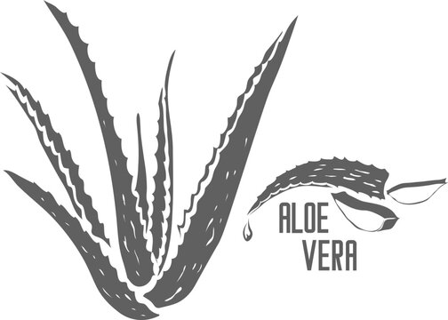 Aloe Vera plant care vector silhouette. Aloe Barbadensis plant medicinal outline. Set of Aloe Vera in Line for pharmaceuticals and cosmetology.