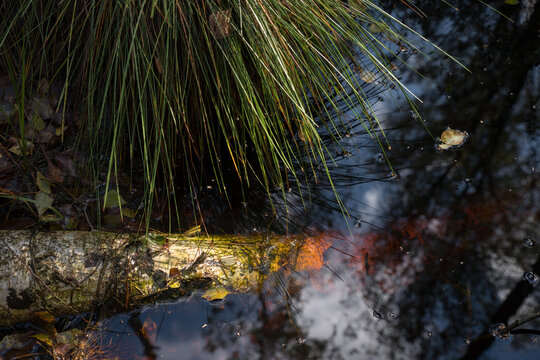 Forest swamp with tree branches and reflection in the water. © baxys