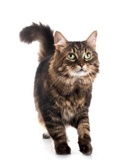 maine coon cat
