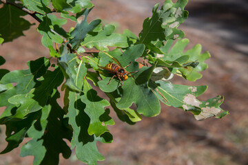 Striped hornet wasp on oak leaves