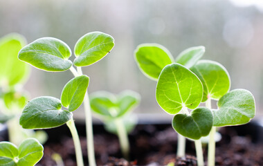 flower seedlings growing in spring in a group