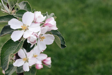 Obraz na płótnie Canvas Apple tree flowers on a green background