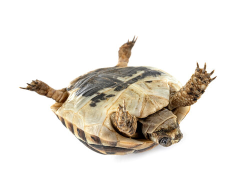 Greek tortoise in studio