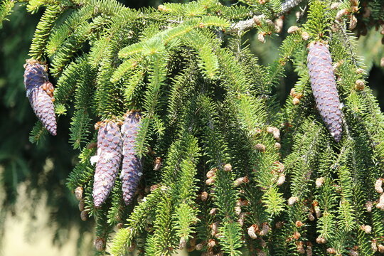 Fichtenzapfen an einem Baum. Schmalkalden, Thueringen, Deutschland, Europa  - Spruce cones on a tree. Schmalkalden, Thuringia, Germany, Europe