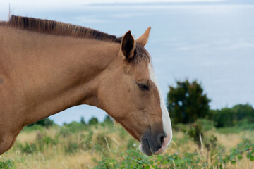 Caballo marrón (Equus caballus)