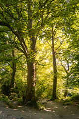 Dreamy irish forest, Newcastle Co. Down city park