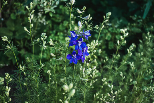 Giant Rocket Larkspur blue flowers growing in summer ornamental garden. Consolida ajacis or Delphinium plants