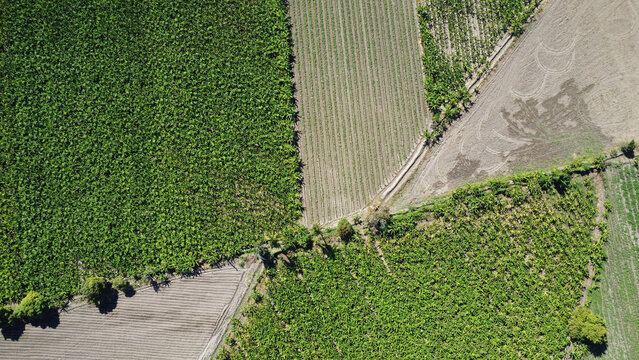 Capturing the Lush Agricultural Landscape of Azua, Dominican Republic: A Stunning Drone Image of a Thriving Plantation with Sprawling Fields of Crops, Verdant Trees and Sustainable Irrigation Practice