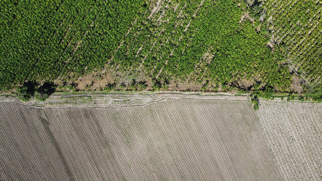 Capturing the Lush Agricultural Landscape of Azua, Dominican Republic: A Stunning Drone Image of a Thriving Plantation with Sprawling Fields of Crops, Verdant Trees and Sustainable Irrigation Practice