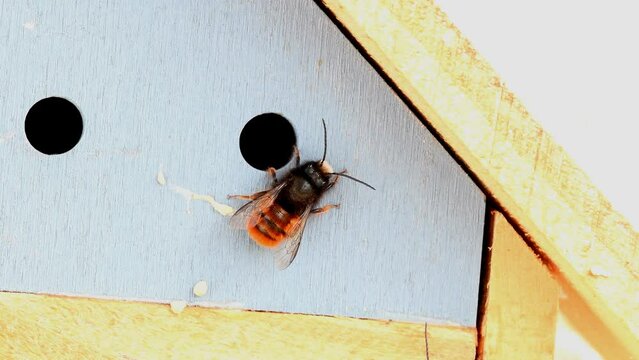 male European orchid bees waiting for female bees for reproduction at an
insect hotel in Germany in spring
