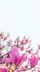 Beautiful blooming pink magnolia tree on spring day with copy space