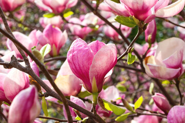 Beautiful blooming pink magnolia flower tree on spring day. Flowering tree in garden